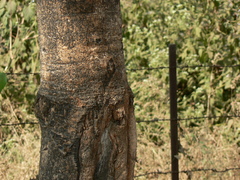 Parkia biglandulosa
