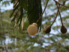 Parkia biglandulosa