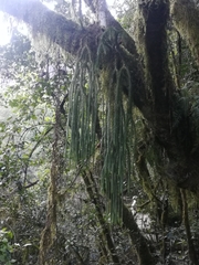 Phlegmariurus dacrydioides