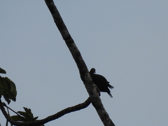 Patagioenas