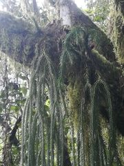 Phlegmariurus dacrydioides