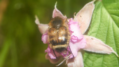 Lasiotrichius succinctus