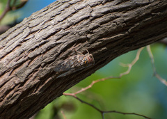Platypleura capitata