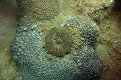 Homophyllia australis