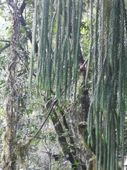 Phlegmariurus dacrydioides