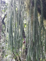 Phlegmariurus dacrydioides