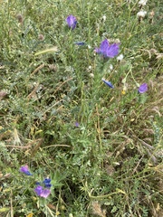 Echium