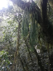 Phlegmariurus dacrydioides