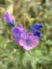 Echium
