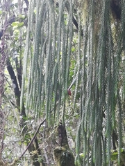 Phlegmariurus dacrydioides