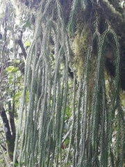 Phlegmariurus dacrydioides