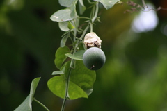 Passiflora seemannii