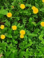 Taraxacum officinale