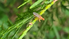 Norellisoma spinimanum