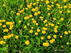 Taraxacum officinale