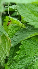 Norellisoma spinimanum