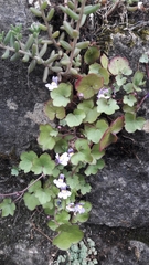 Cymbalaria muralis