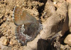 Callophrys mossii