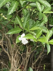 Tabernaemontana bovina