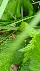 Norellisoma spinimanum