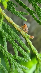 Norellisoma spinimanum
