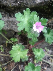 Geranium