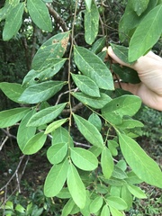 Bridelia tomentosa