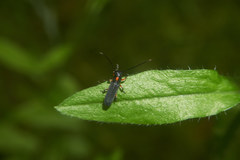 Phytoecia rufiventris