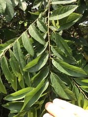 Bridelia tomentosa