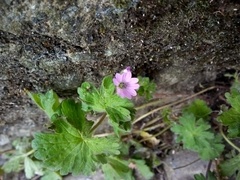 Geranium