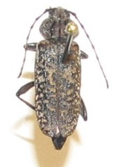 Elatotrypes hoferi