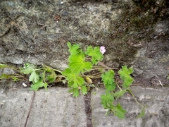 Geranium