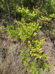 Vaccinium fuscatum image