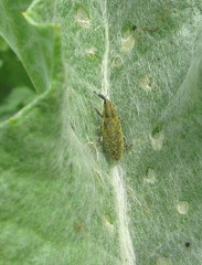 Lixus cardui