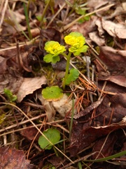 Chrysosplenium serreanum