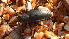 Dorcadion carinatum