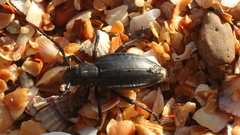 Dorcadion carinatum