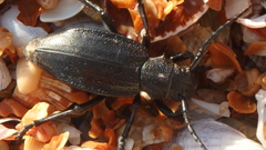 Dorcadion carinatum