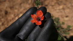 Papaver pinnatifidum