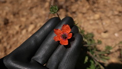Papaver pinnatifidum