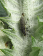 Lixus cardui