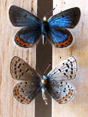Icaricia cotundra