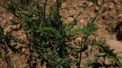 Papaver pinnatifidum