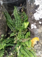 Asplenium trichomanes