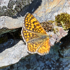 Melitaea deione