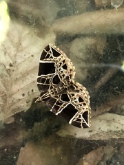 Gandaritis atricolorata