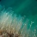 Ostrich-Plume Hydroids - Photo (c) Dennis Rabeling, some rights reserved (CC BY-NC-ND), uploaded by Dennis Rabeling