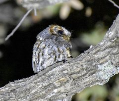 Psiloscops flammeolus