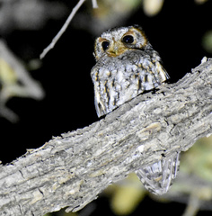 Psiloscops flammeolus