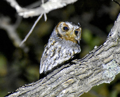 Psiloscops flammeolus